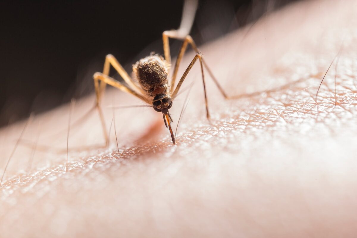 Insektenstiche So Lassen Sich Stiche Erkennen Behandeln DFNT