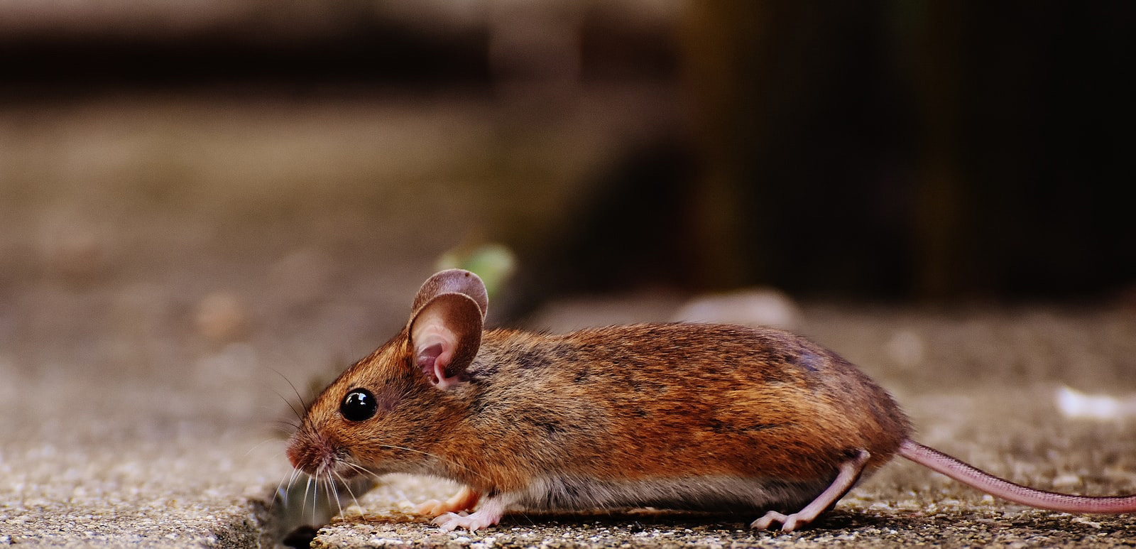 Mäuse in Haus & Garten vertreiben ▷ Hilfsmittel und Tipps