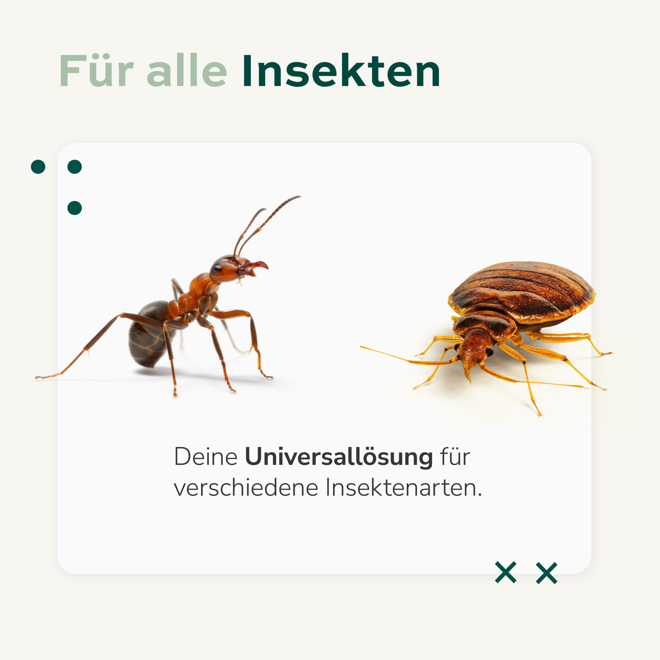 Insekten-Ex 500ml Insektenspray für Haus und Garten, 12,99 €